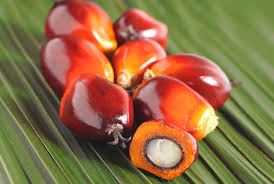 palm fruit